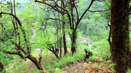Hallucinogen Honey Hunters - Hunting mad honey