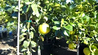 Chandler Pomelos Citrus Tree #15 size intro.AVI
