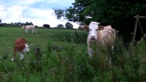 Rural Steve - Cows Eating our Hedge