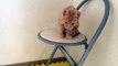 椅子とるる かわいい子猫保護 今日の『るる』'Lulu' of cute kittens protection today