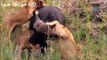 Top 10 Most Amazing Wild Animal Attacks -Lion attack Zebra,Buffalo,Hyena,Hippo