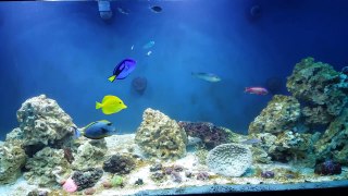 My 225 Gallon Reef Tank: 5/28/2016