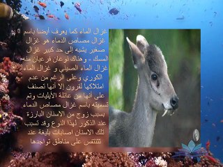 اغرب مخلوقات كوكب الارض لم تسمع عنها من قبل - جزء1