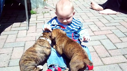 Boxer puppies and baby !