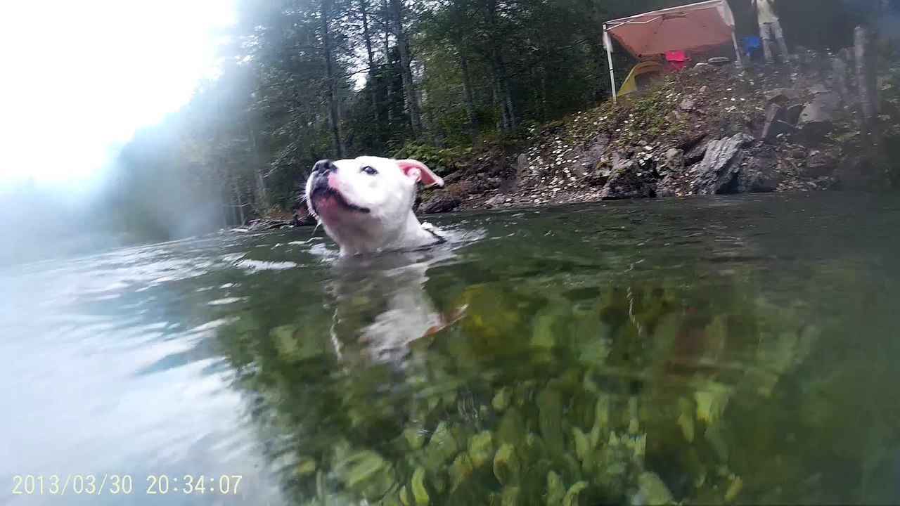 Dogs swimming and Gopro Camera
