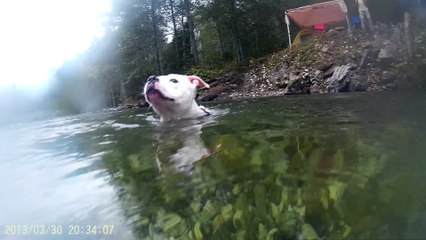 Dogs swimming and Gopro Camera