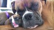 Boxer s Two-Day-Old Puppies (in HD) !