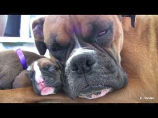 Boxer s Two-Day-Old Puppies (in HD) !