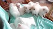 Bunch of fluffy puppies! So cute! Pomeranian puppies! !