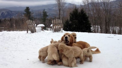 Butternut Goldens -- Mother Playing With Her Pups !