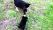 Cats Meeting Puppies for the First Time Compilation 2015 !