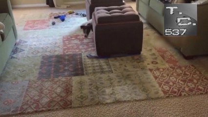 funny videos - Super funny animal videos