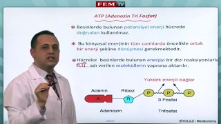 METABOLİZMA VE ATP - 2