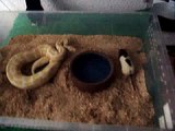 HC Albino dame eet rat Bij Python Joop  10 09 2910