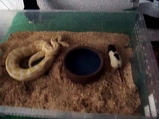 HC Albino dame eet rat Bij Python Joop  10 09 2910