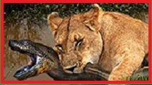 Leopard vs crocodile. Jaguar attack anaconda. Lion vs python snake Wild Animal attacks Animal fight#2