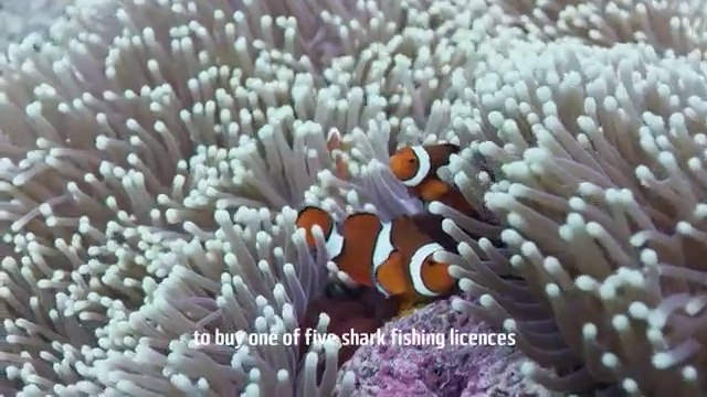 La WWF rechete toute les licences de chasse pour protéger les requins de la Grande Barrière de corail