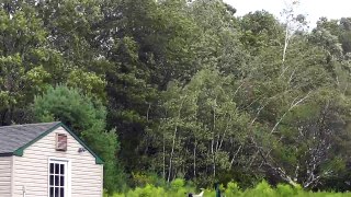 8-28-2011 Birch trees in Hurricane Irene winds - Samsonville, NY