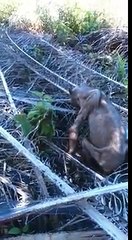 Neobična životinja na plantaži