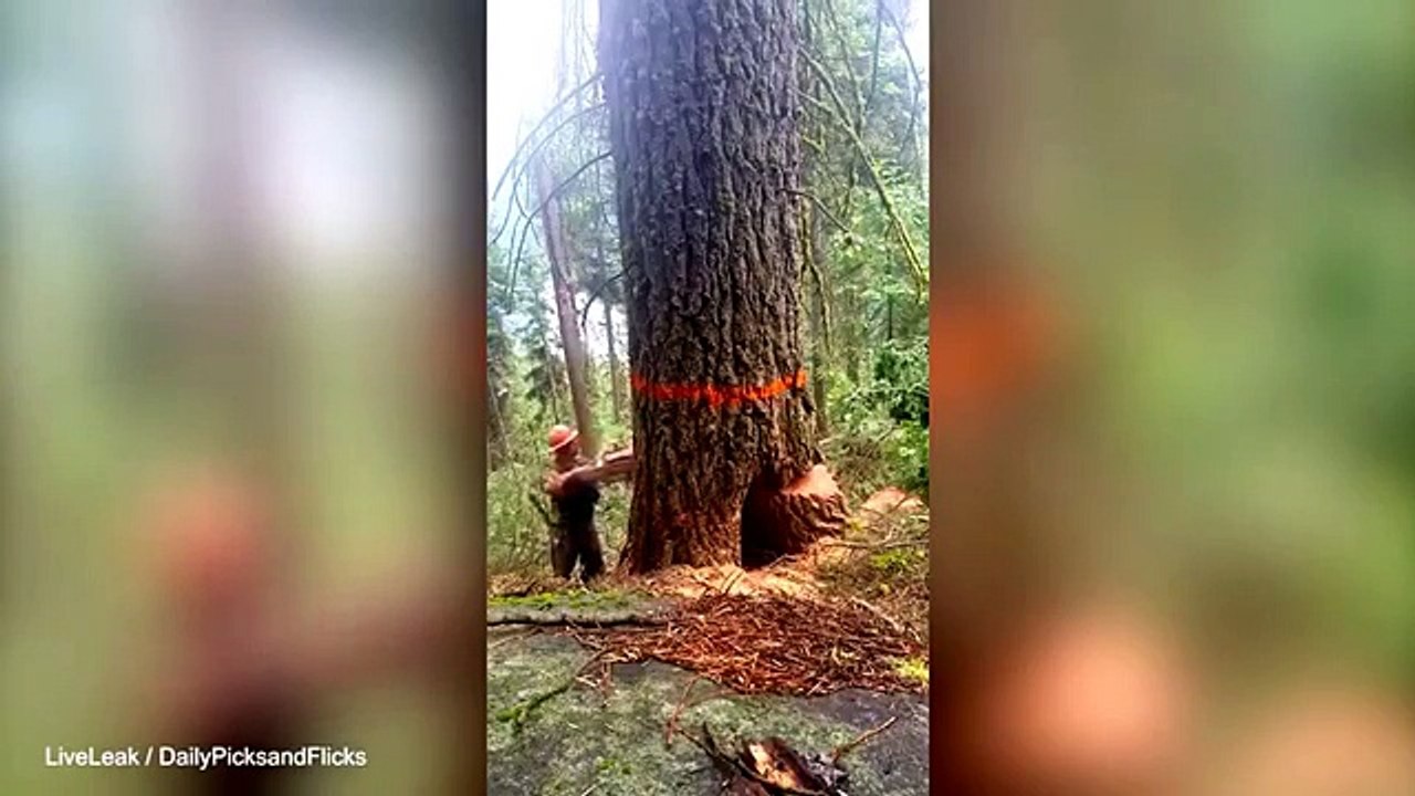 Lumberjack fail