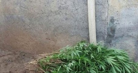 FETÖ'nün Kız Yurdunda Hint Keneviri Ele Geçirildi