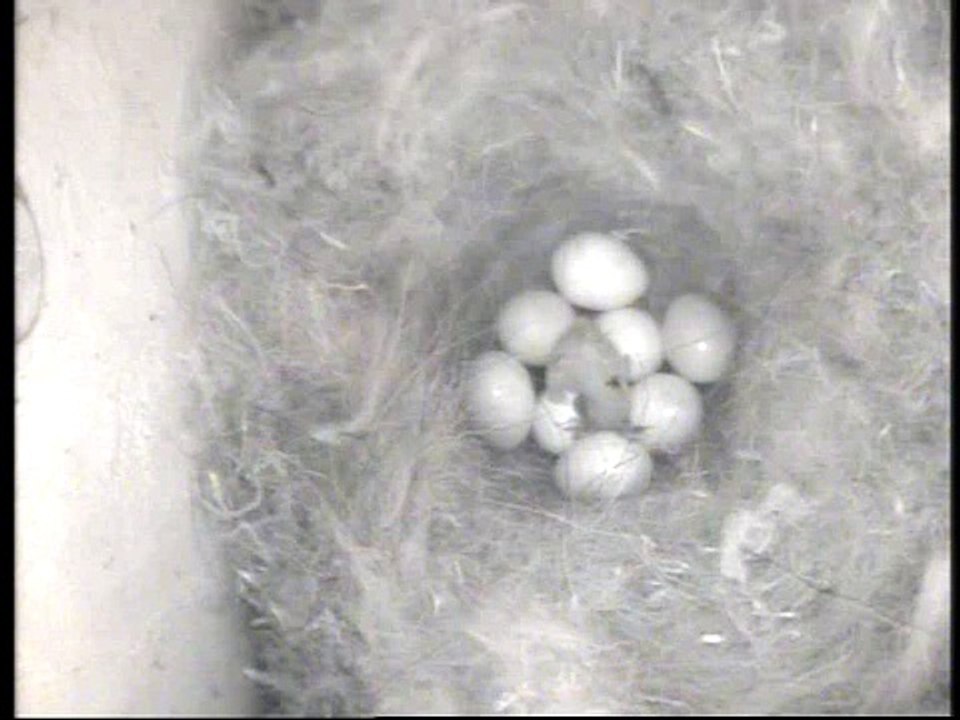 Nichoir mésange charbonnière - 25 avril 2010 - 13h42