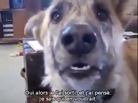 La réaction de ce chien lorsque son maître lui dit qu'il a donné sa nourriture au chat, est à mourir de rire !