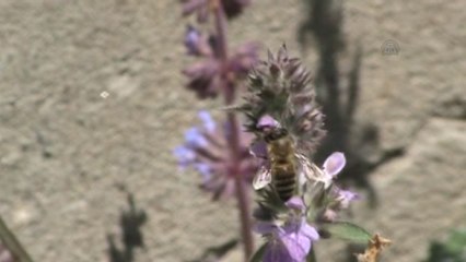 Havalar Isınınca Arılar Oğul Verdi