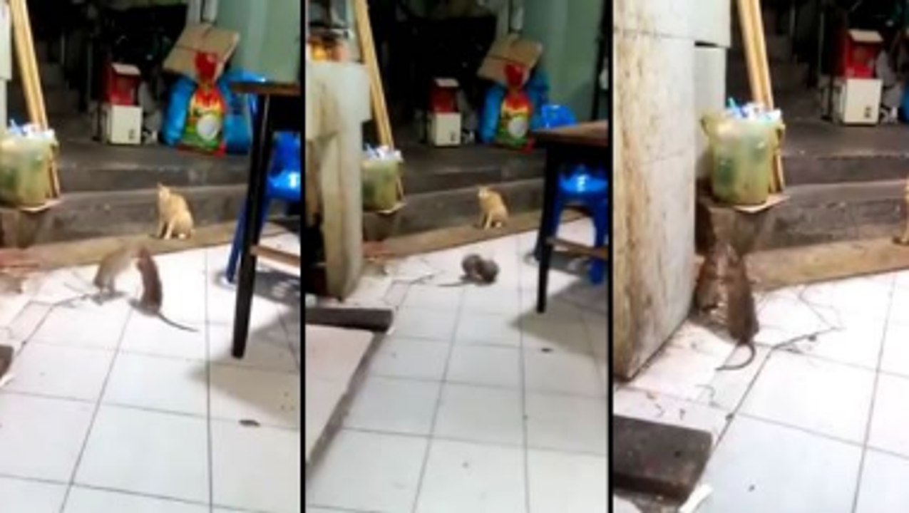 Two Rats Enter One Rat Leaves