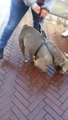 Pitbull Bully vs Anatolian Shepperd ( playing chek more video's You tube Just Bassie