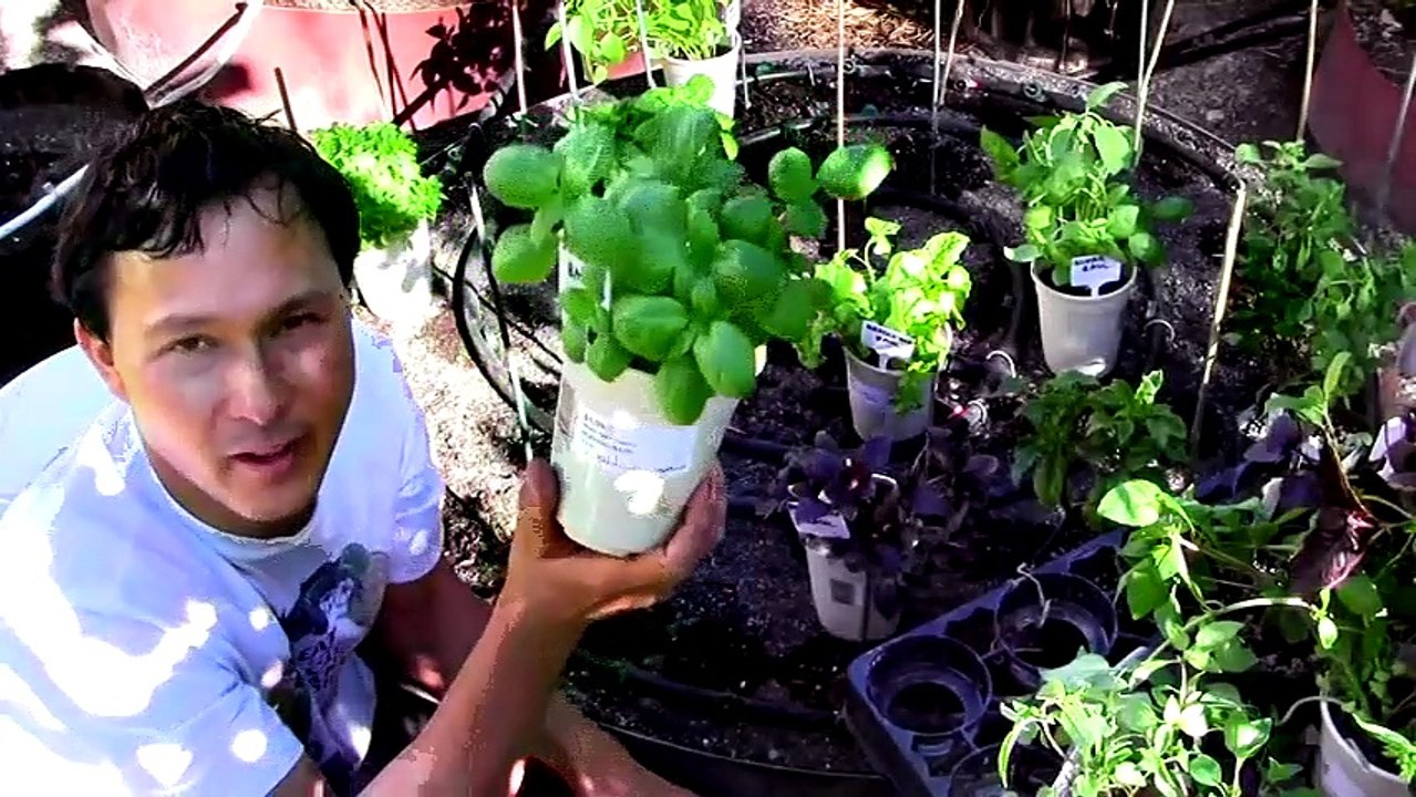 Varieties Synthesis top 100_97