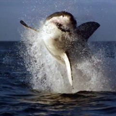 Cette attaque d'un gros requin filmé de près, est plus que terrifiante !