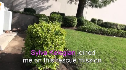 Hope For Paws- A severely matted poodle gets rescued and then makes a transformation of a lifetime!