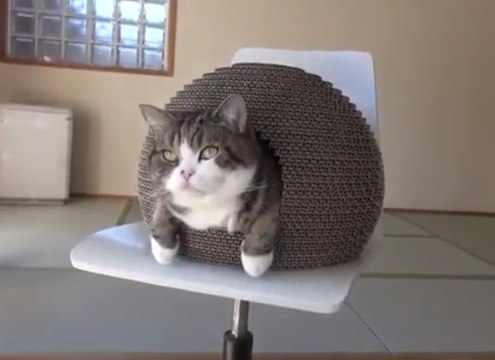 Коты приколы 2016 Лучшие Приколы с котами