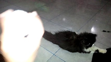 Miki Persian Cat - kitten #mpus