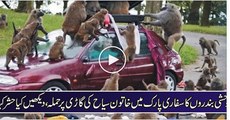 Monkey Attack On Female Tourist In Safari Park Lahore