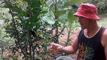 Blender Bandit's Cragorio - Tree Leaves, Wild Grass, Mango Morning