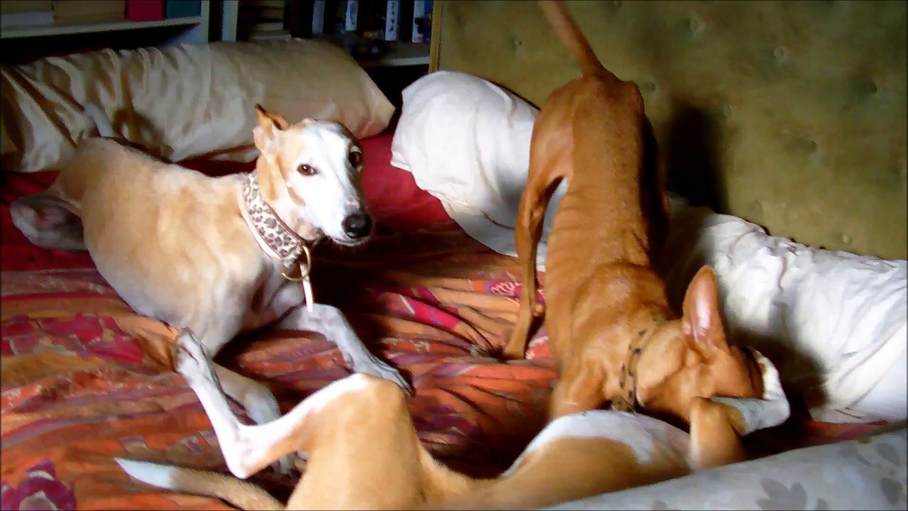 a-eliott-visite-juillet 2016-galgos-ethique-europe