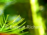 Hydra titicacensis video en vivo sobre una hoja de Chara sp - Lago Titicaca