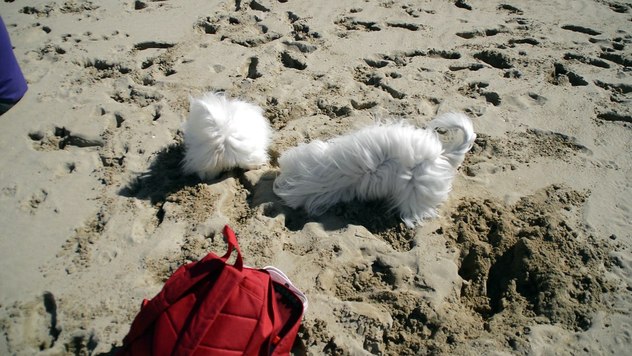 mes cotons de tulear a la mer