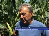 Očekuje se dobar rod kukuruza, 24. jul 2016. (RTV Bor)