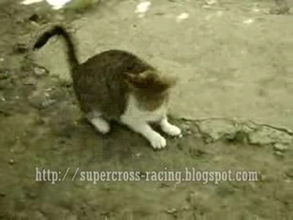 Mouse vs Cat