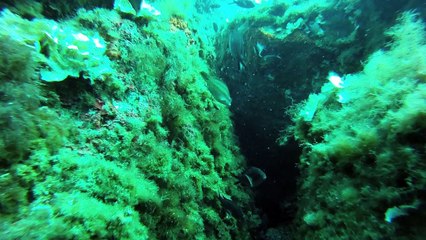 video finale plongée niv 1 avec vincent Hell's divers esterelle