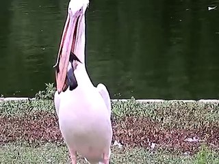 Pelican Eating a Pigeon