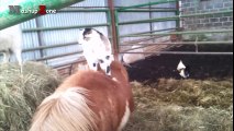 Cute Baby Goats - A Cute And Funny Baby Goats Compilation || NEW HD