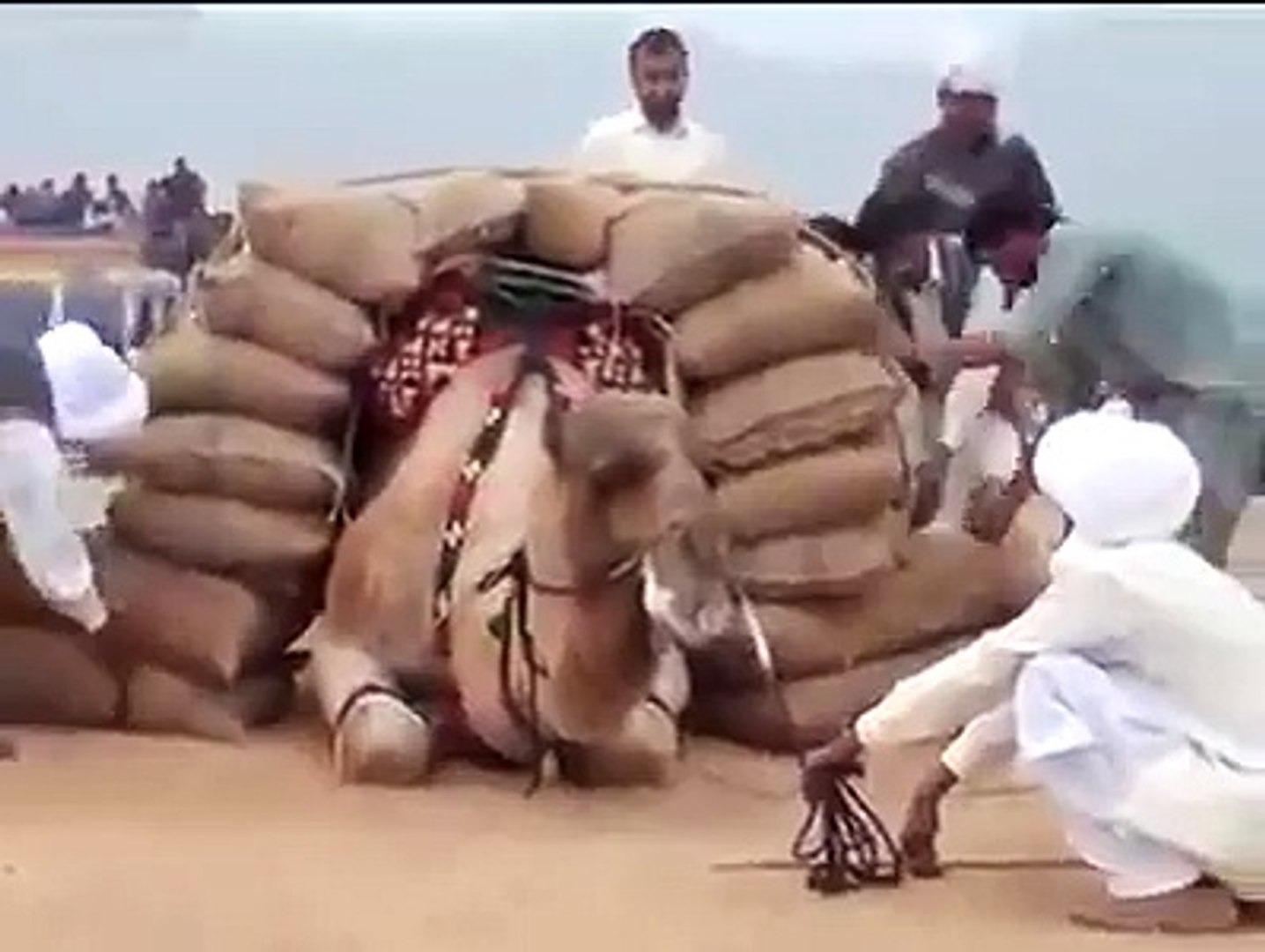 camel competition