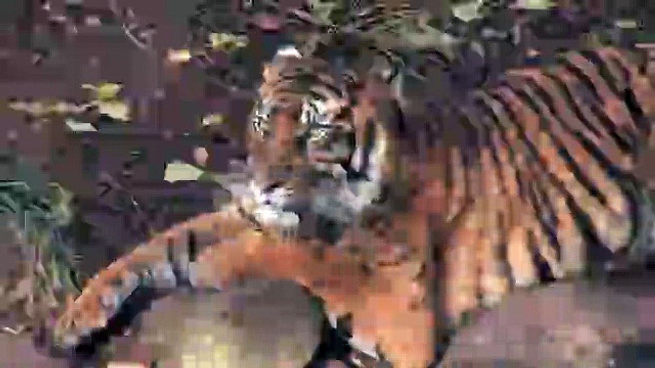 tigers