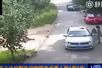 Tigre mata a una mujer en un zoo de Pekin China