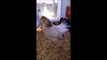 Serama Broody Hens with Hatchling Chicks at 2 Weeks Old
