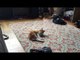 3 Legged Cat Happily Plays and Chases Tail